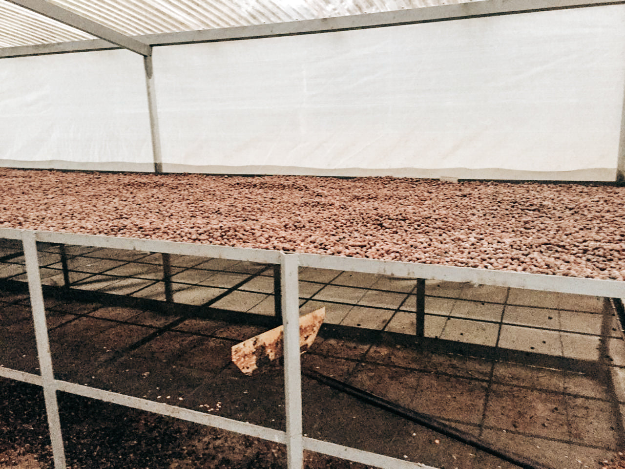 henry bonilla coffee drying
