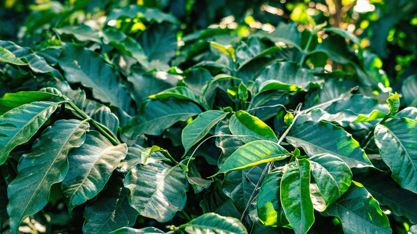 Explorer - Rolling Green Bean Subscription