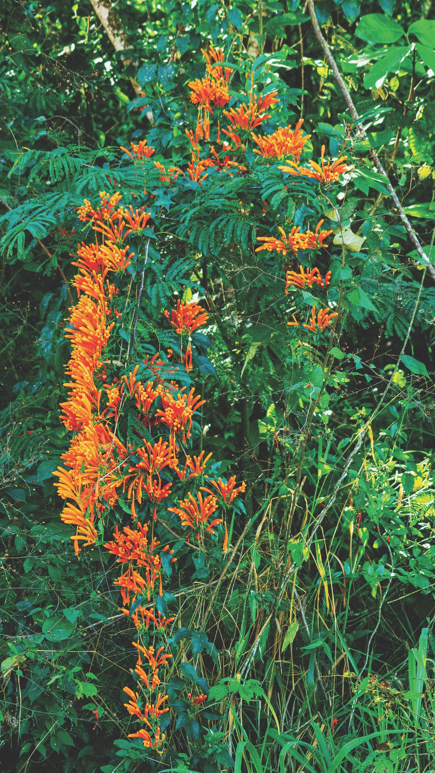 S06 | Semi-Carbonic Maceration