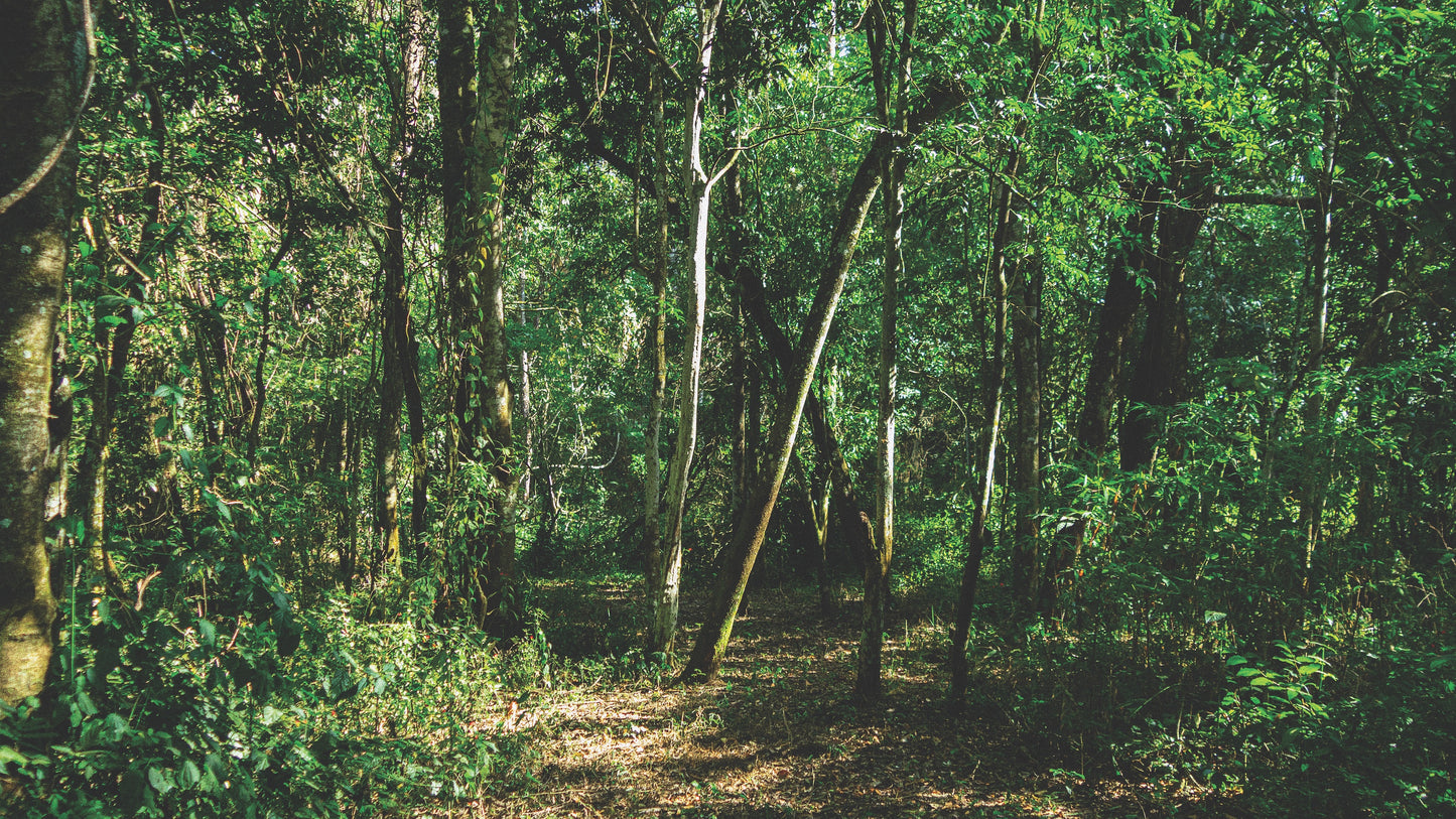 S06 | Semi-Carbonic Maceration