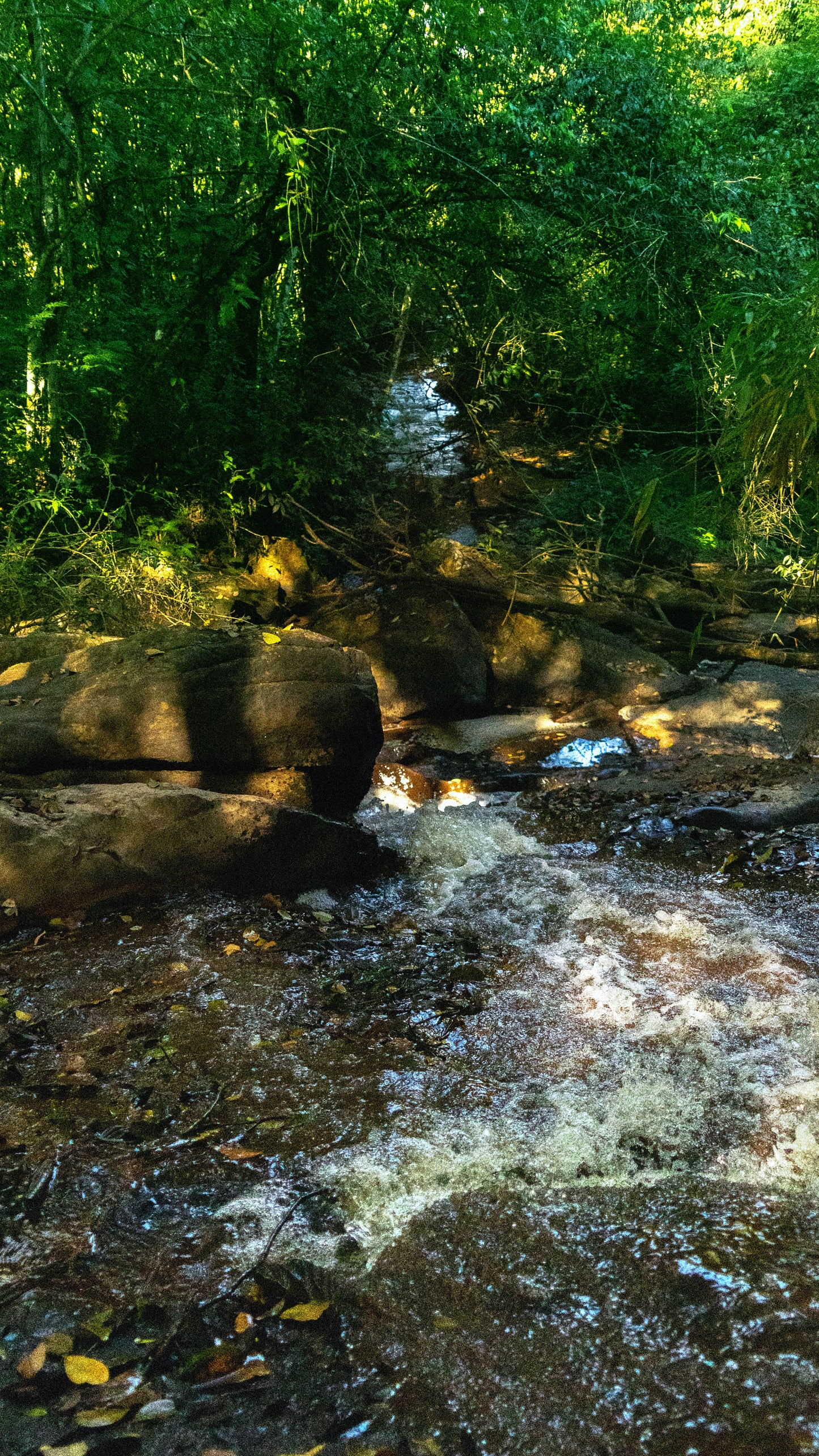 S06 | Semi-Carbonic Maceration