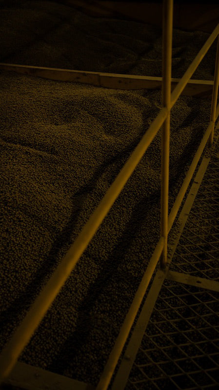 Auro 72h Yeast Fermentation Acaiá Peaberry