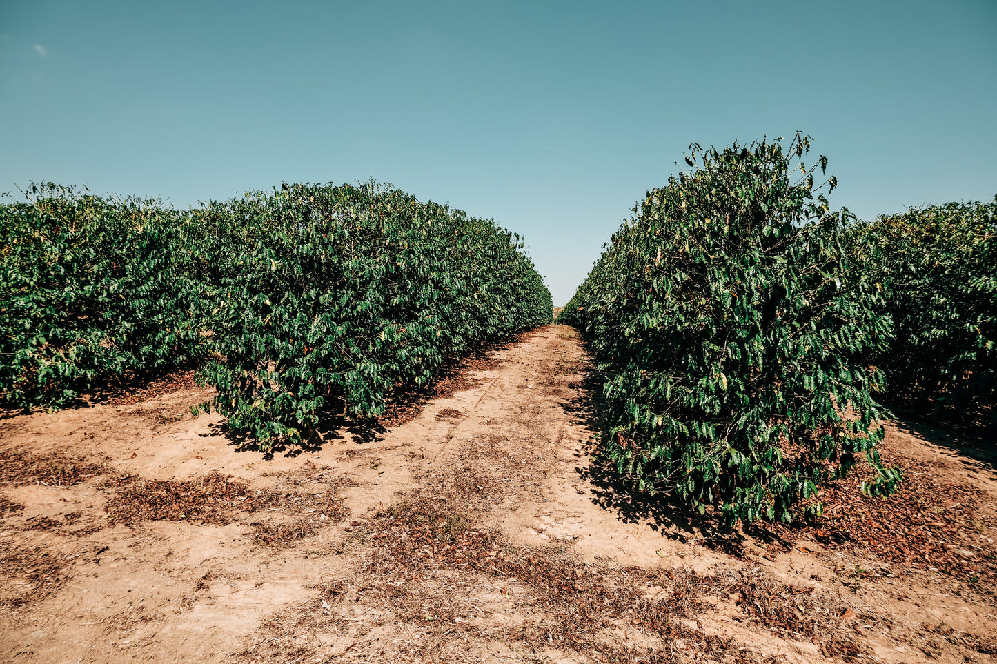 pinhal_blend_coffee farm