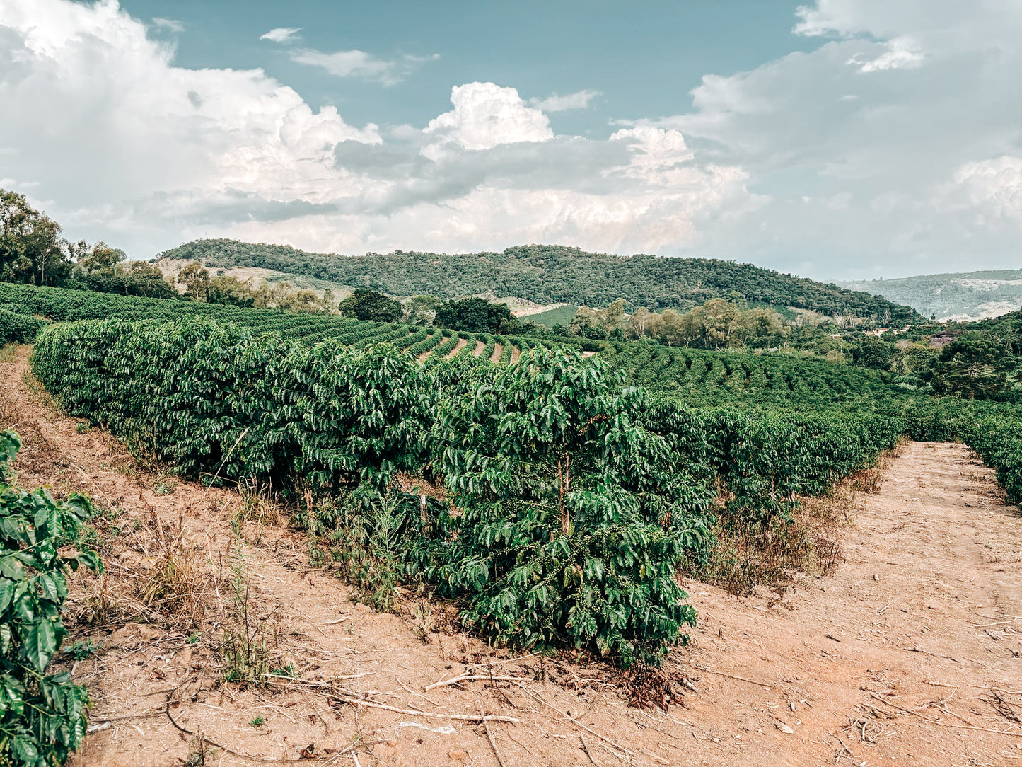 pinhal blend coffee plants