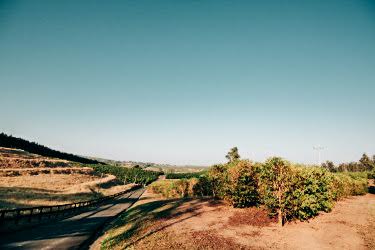 pinhal blend landscape