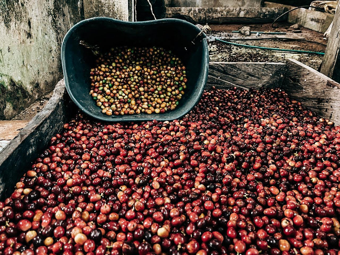 Coffee and the development trap: why the system was built to keep value elsewhere