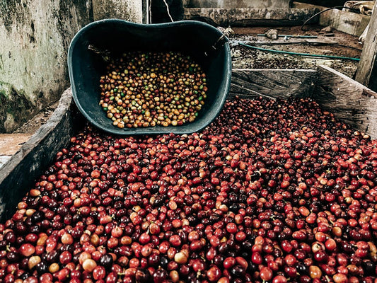 Coffee and the development trap: why the system was built to keep value elsewhere