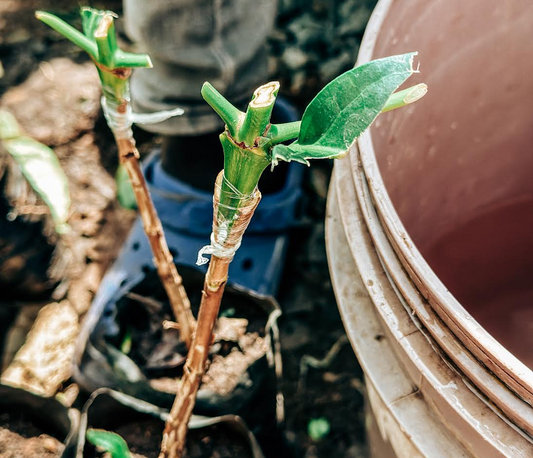 How colonialism built Kenya's coffee industry