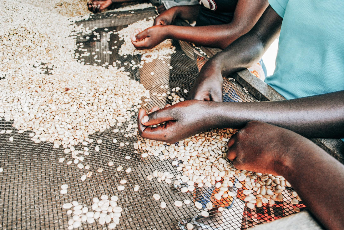 How genocide broke Rwanda’s backbone crop