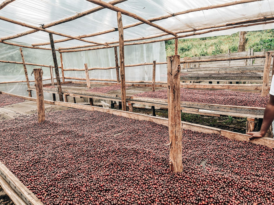 What Is Natural Process Coffee? A Clear Guide to Natural Coffee Processing