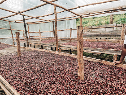 What Is Natural Process Coffee? A Clear Guide to Natural Coffee Processing