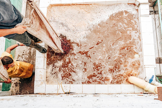 Carbonic Maceration Coffee: What It Is and How It Works