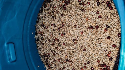 Co-Fermented Green Coffee: What It Is and What to Expect