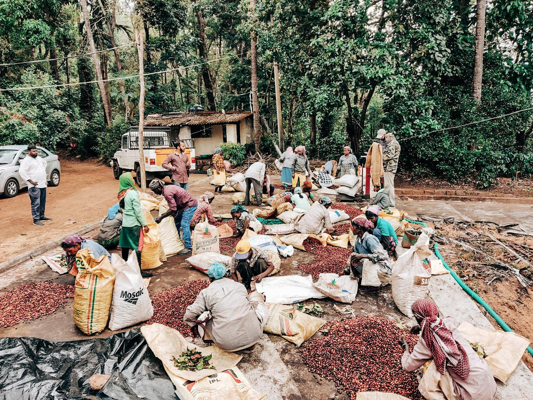 Coffee Cooperatives: What They Are and How They Work