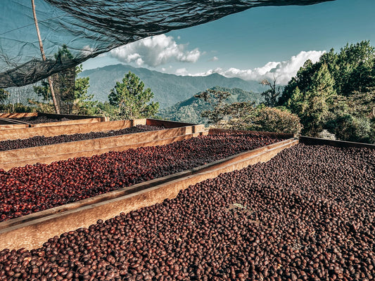 The paradox of tariffs: How Trump unwittingly boosted Mexican coffee