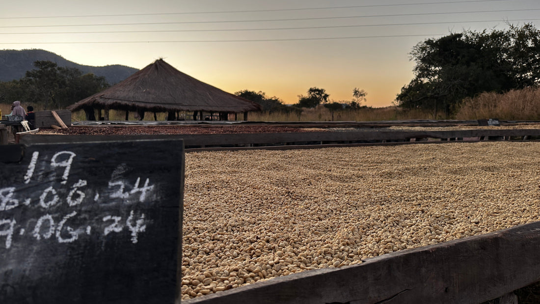 Congo’s conflict and coffee: a fragile future