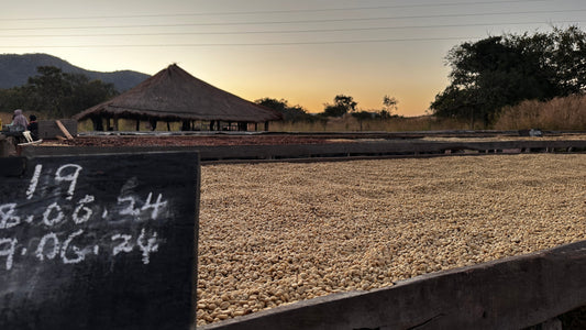 Congo’s conflict and coffee: a fragile future