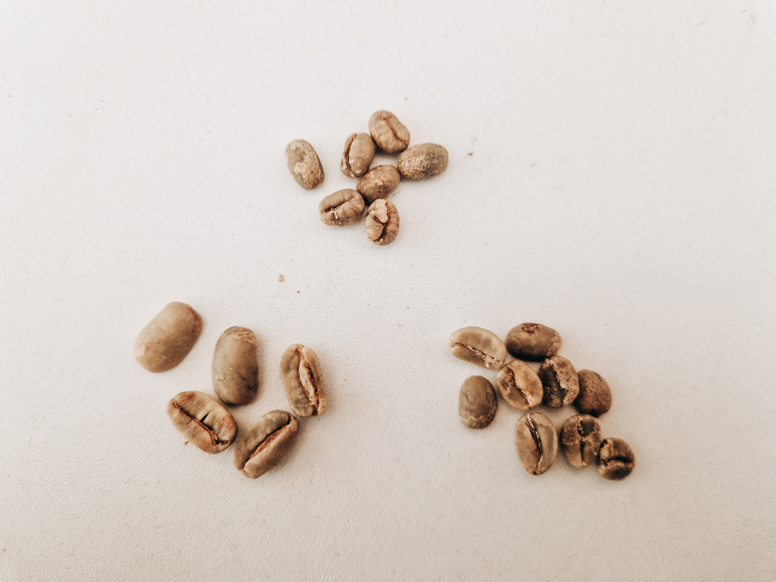 Green Coffee Grading Explained: How the Coffee Grading System Works