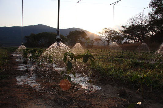 Coffee Terroir Explained: What Terroir Really Means in Coffee