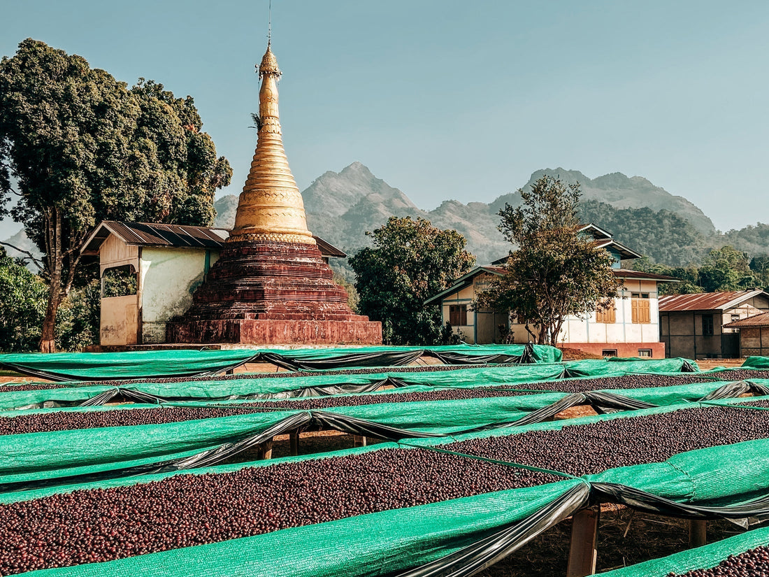 Myanmar’s fragile journey from opium to coffee