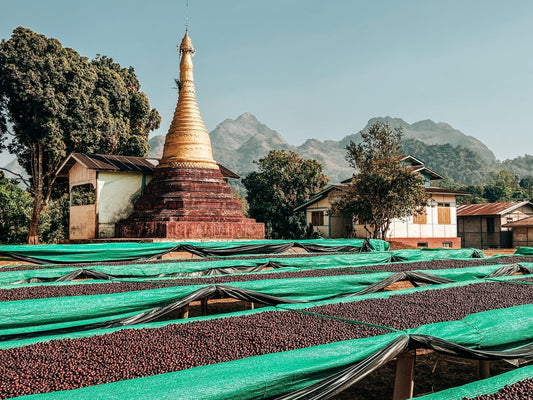 Myanmar’s fragile journey from opium to coffee