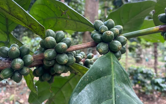 Excelsa: coffee’s overlooked alternative