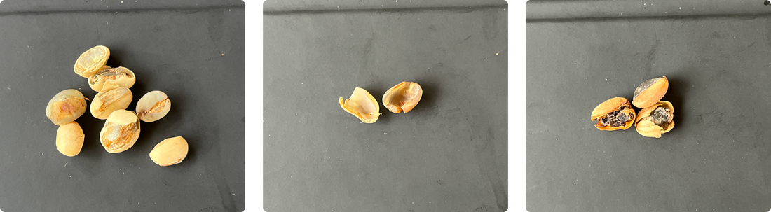 Green coffee defects: what they are and why they matter