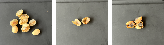 Green coffee defects: what they are and why they matter