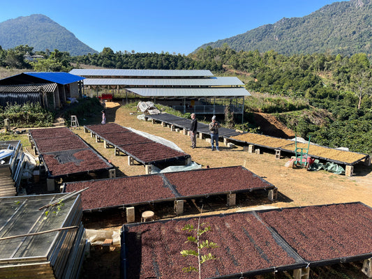 Specialty Coffee in Europe: Trends, Data and What Small Roasters Need to Know