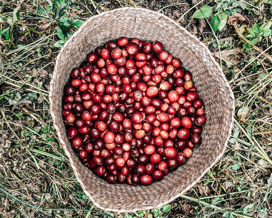 Is Asia becoming the new centre of the specialty coffee world?