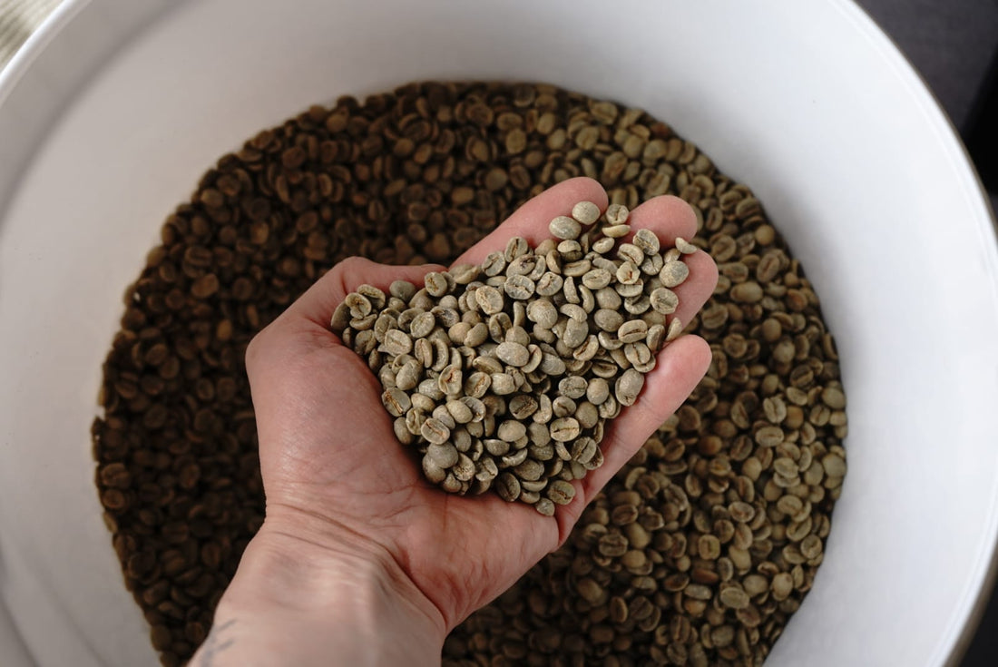 How to Roast Decaf Coffee: What Changes and How to Adjust