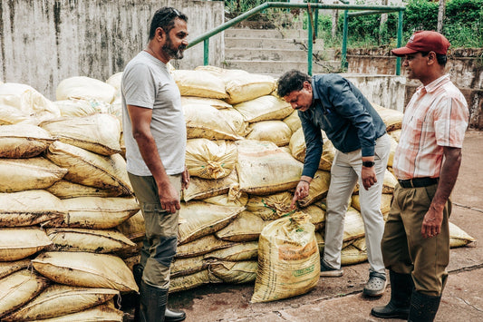 How to Buy Green Coffee Beans & Choose the Right Supplier