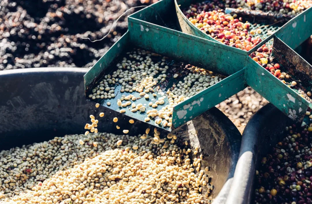 Washed Coffee Beans Explained: What They Are and How Washed Processing Works