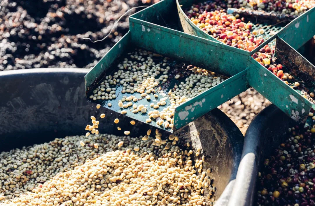 Washed Coffee Beans Explained: What They Are and How Washed Processing Works