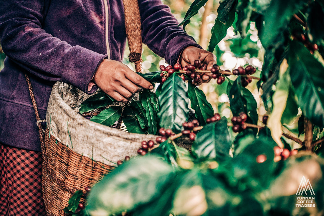 What Does a Coffee Research Institute Actually Do?