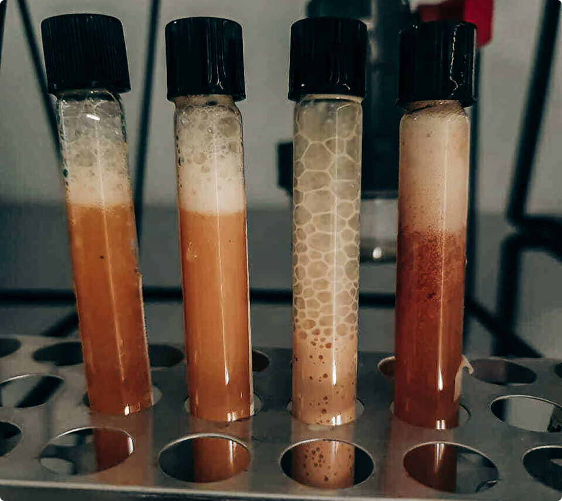 Coffee Fermentation Process: What It Means for the Green Coffee You Buy