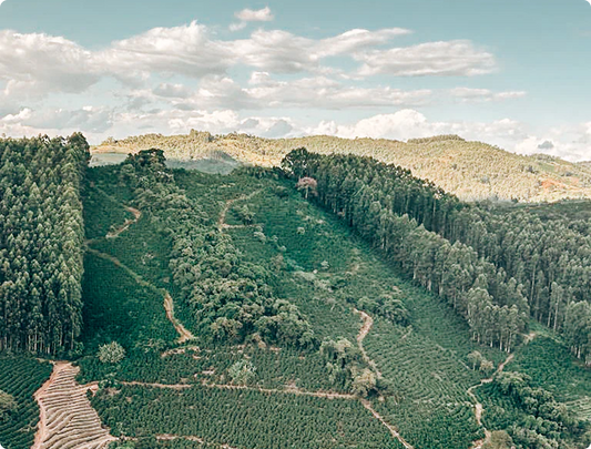 A climate fix - or another burden on the Global South? The EUDR and smallholder coffee
