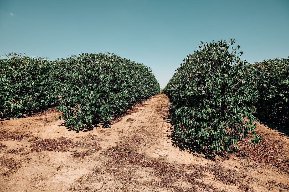 Monoculture vs intercropping – what’s in it for coffee farmers?