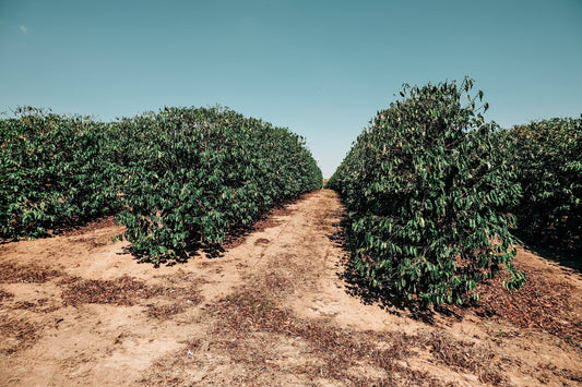 Monoculture vs intercropping – what’s in it for coffee farmers?