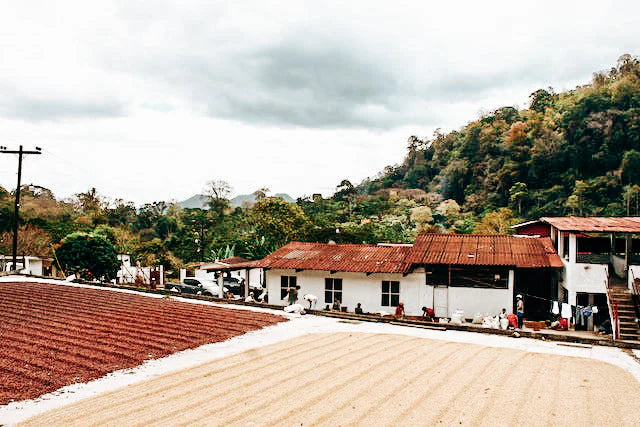 Honduras Green Coffee Beans