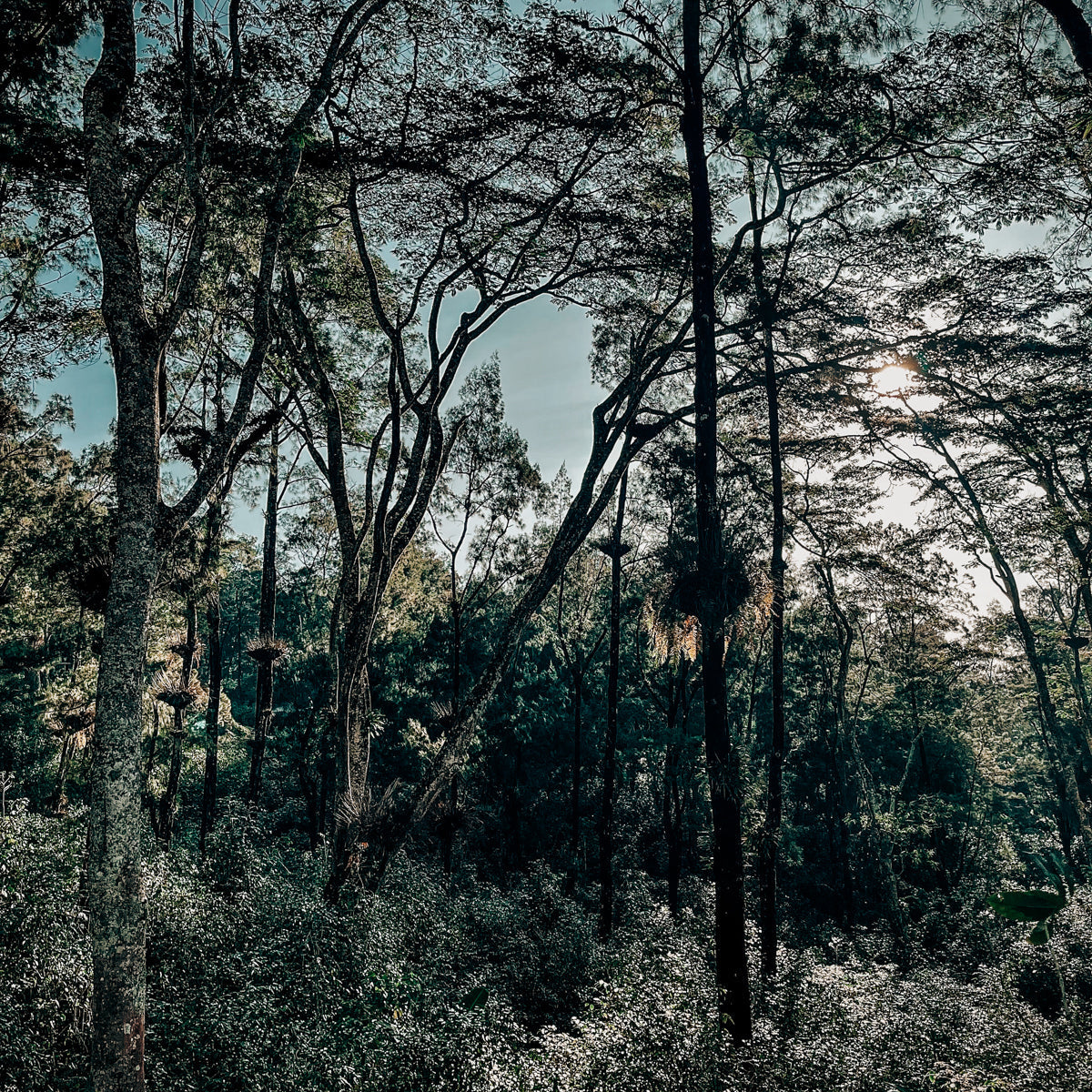 Timor-Leste Green Coffee Beans