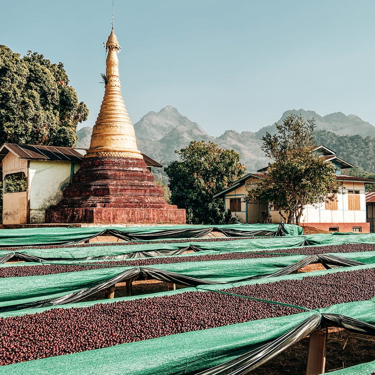 Myanmar Green Coffee Beans