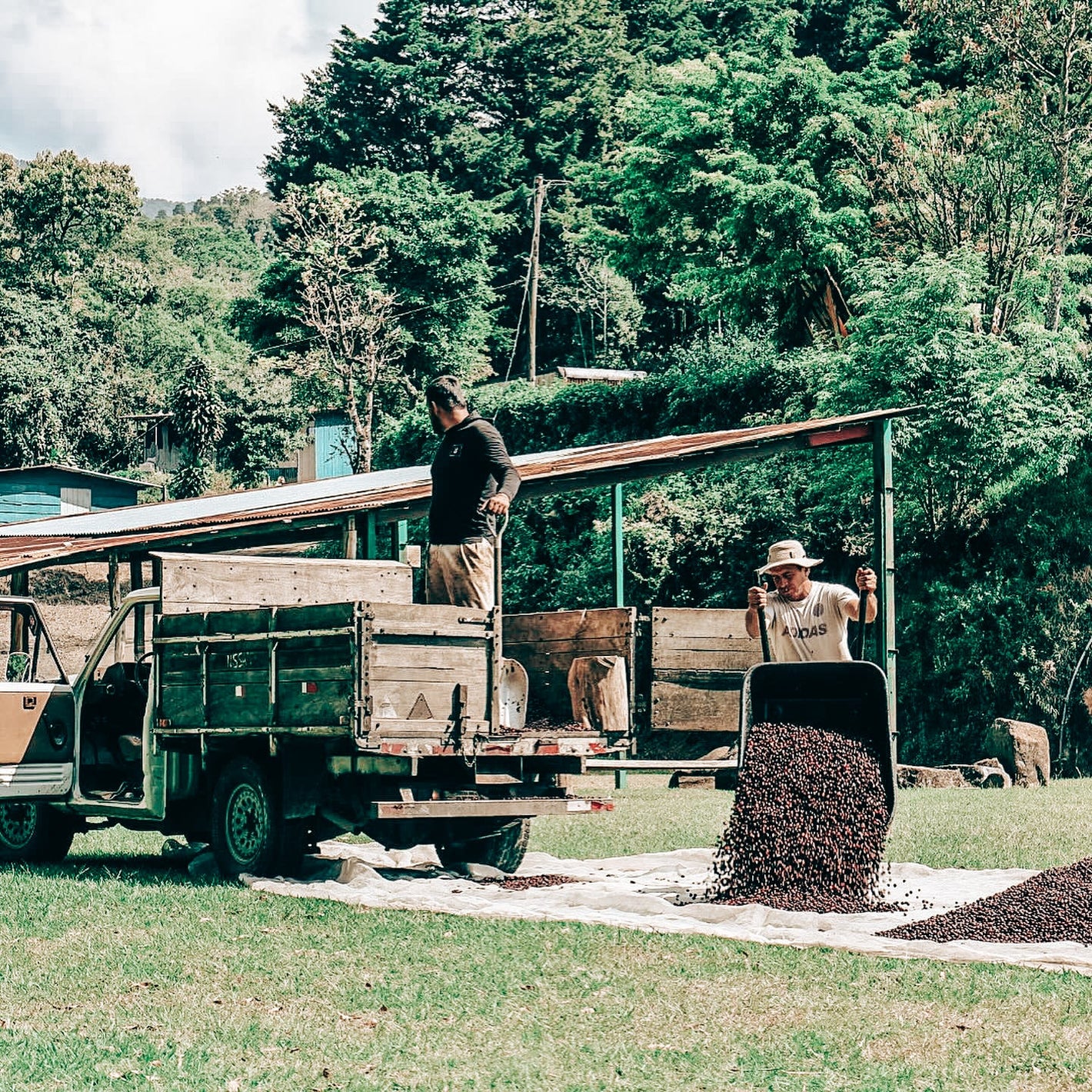 Costa Rican green coffee beans – Tarrazú region