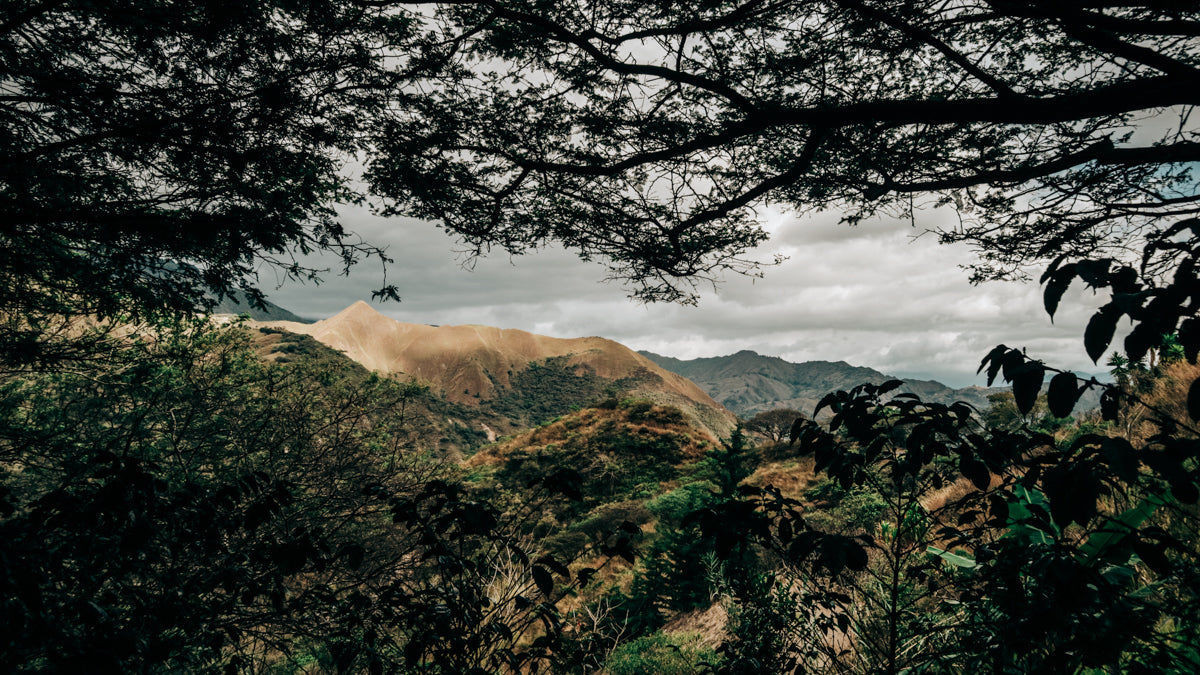 Ecuador Green Coffee Beans