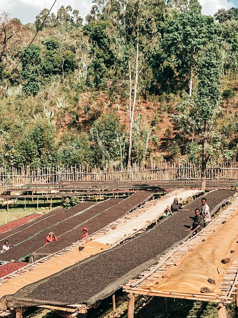 Niguse Nare Anaërobe fermentatie