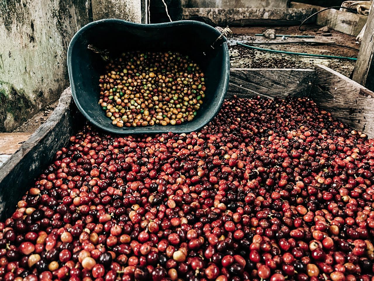 Regional Sierra Nevada Blend