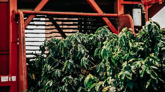 Ciasu Peaberry Field Blend