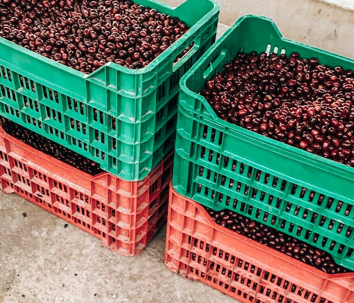 Finca La Trinidad - Alexander Robles Loaiza - Geisha - Nanolot