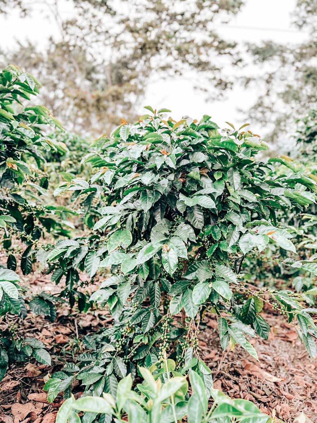 Joaquim Oñate – Finca El Mirado - Washed