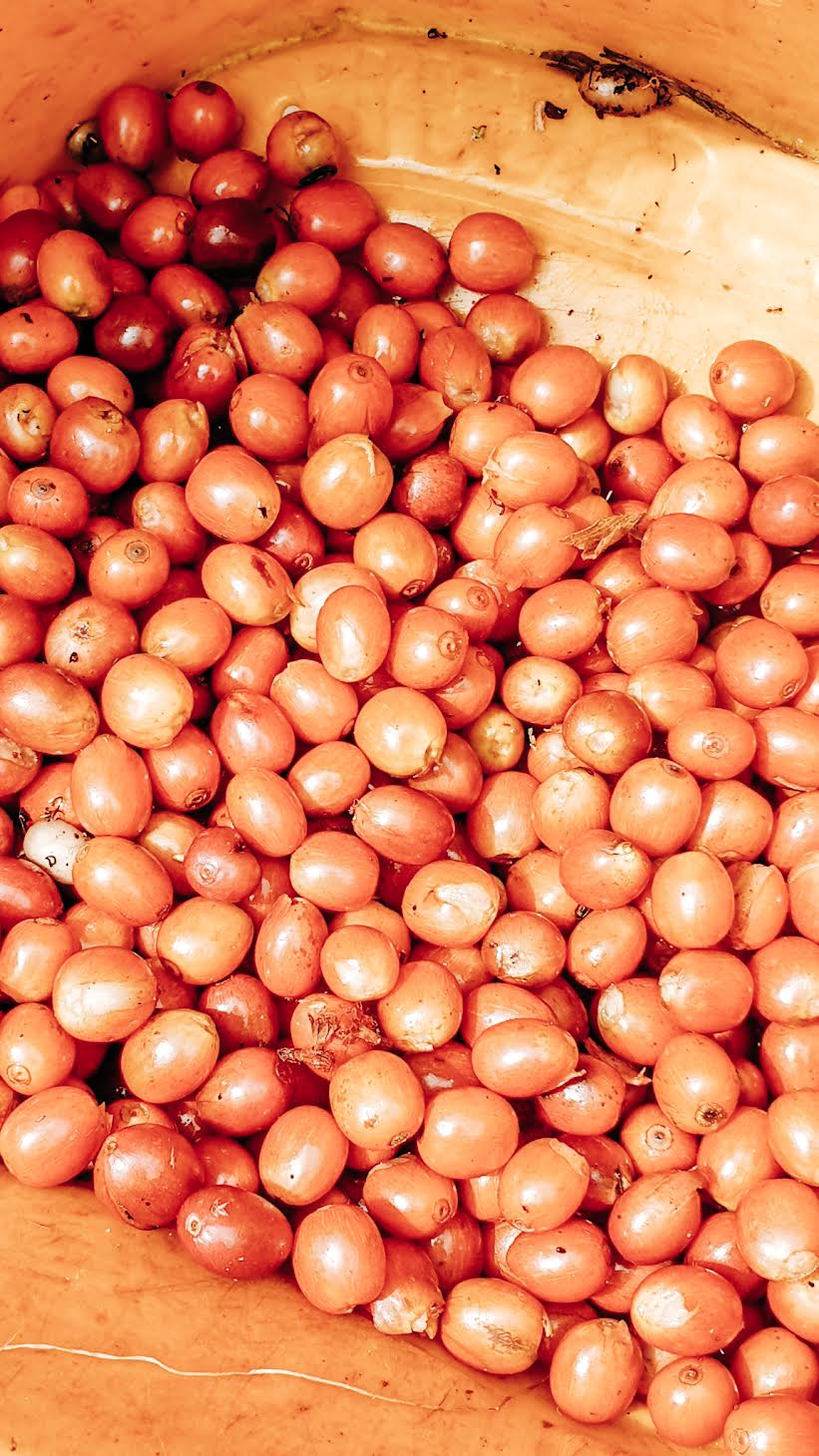 WBP-03 Wilton Benitez Caturra